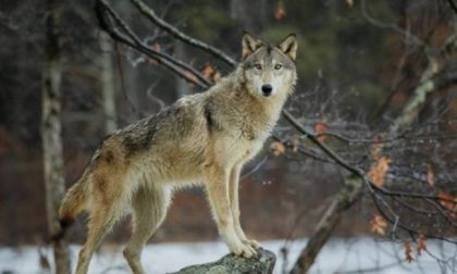 Abbattimento lupi: sì o no? Il Governo si contraddice