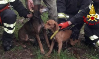 Cani cadono da 10 metri: soccorsi dai Vigili del Fuoco