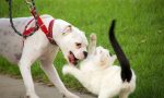 Cani e gatti: come difenderli dai colpi di calore