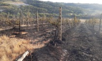 Incendio di Greve, danni per un milione all'azienda Castel Ruggero Pellegrini: “Ci rialzeremo”